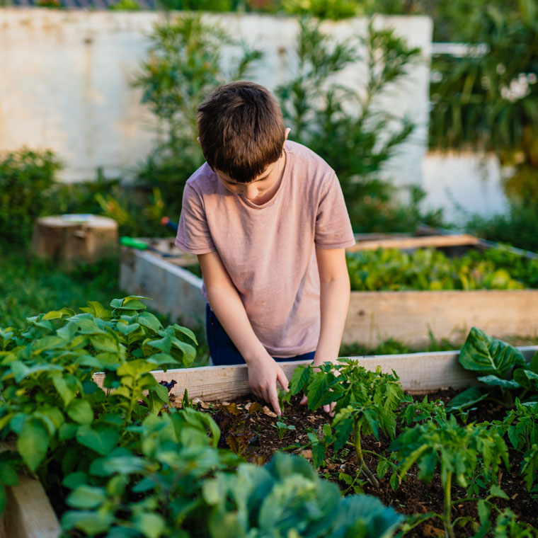 Ein Junge arbeitet konzentriert in einem Gemüsegarten und untersucht die Pflanzen in einem Hochbeet.